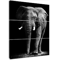 African Elephant in Black Background  Canvas Wall Art