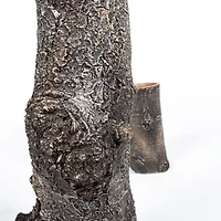 Tree Trunk Polystone Vase - Large