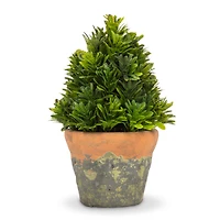 Cone-Shaped Greenery in Natural  Pot - 6"