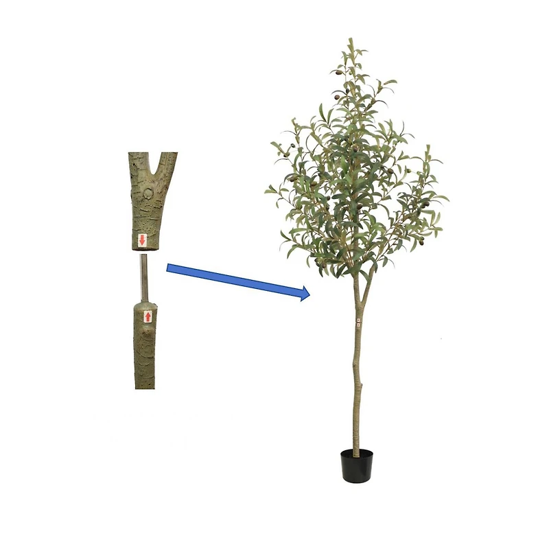 Tuscan Olive Tree