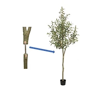 Tuscan Olive Tree