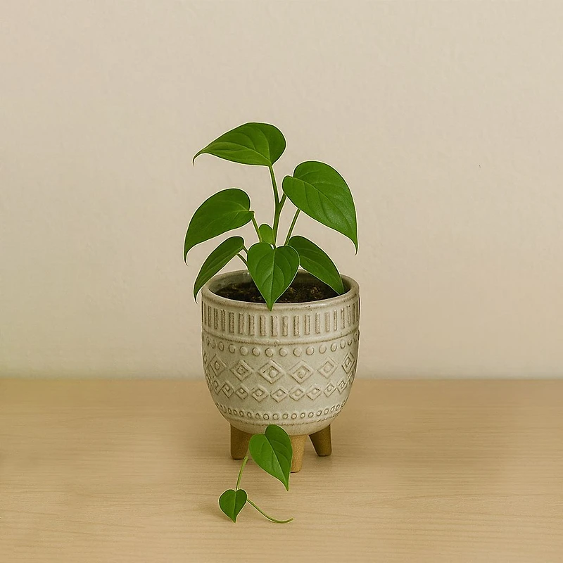 Kozie Lifestyle Planter Assorted