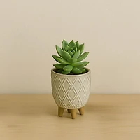 Kozie Lifestyle Planter Assorted