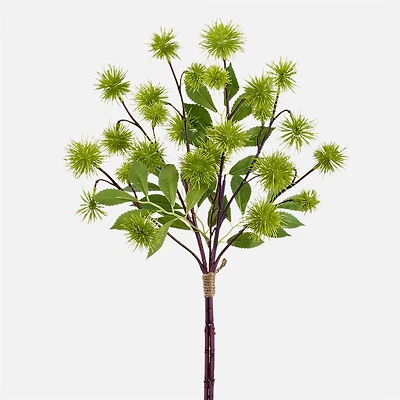 Gino Signature Globe Thistle, 18