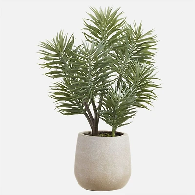 Senecio in Pot, 13" - Grey