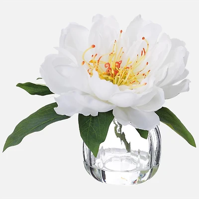 Pivoine dans un vase en verre