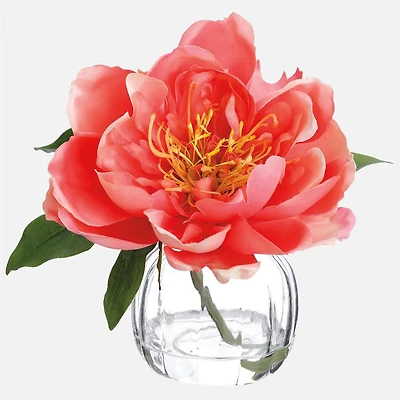 Peony in Vase - Coral