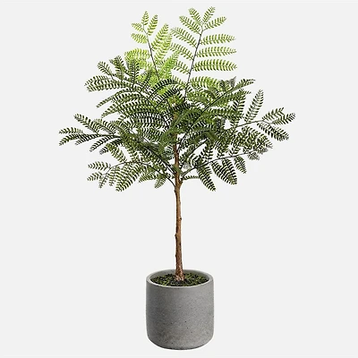 Jacaranda Fern - Green. 24"