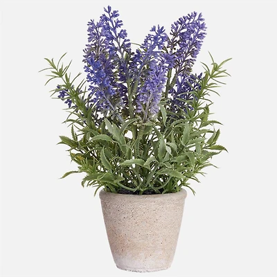 Lavande En Pot - 8.5"