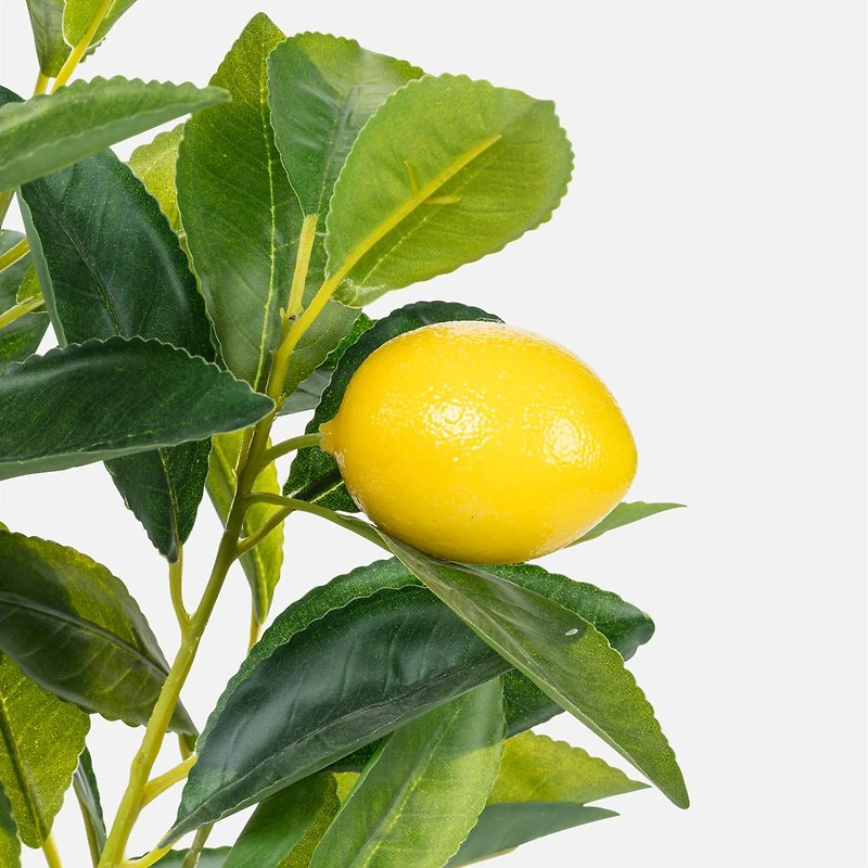 Large Lemon Tree