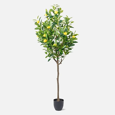 Large Lemon Tree