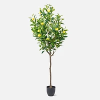 Large Lemon Tree