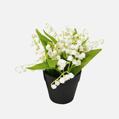 Muguet en pot