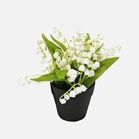 Muguet en pot