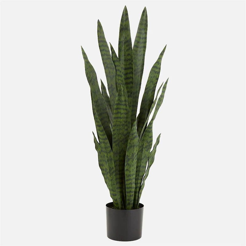 Plante Sanseveria