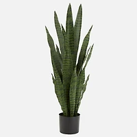 Plante Sanseveria