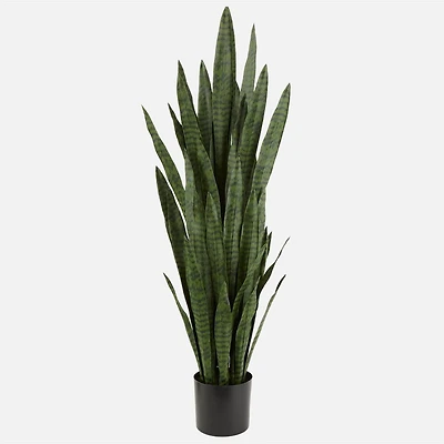 Plante Sanseveria - 55 po