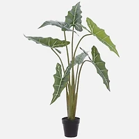Plante Alocasia - 39 po