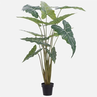 Plante Alocasia - 63 po
