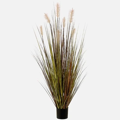 Pampas Grass in pot