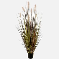 Pampas Grass in pot
