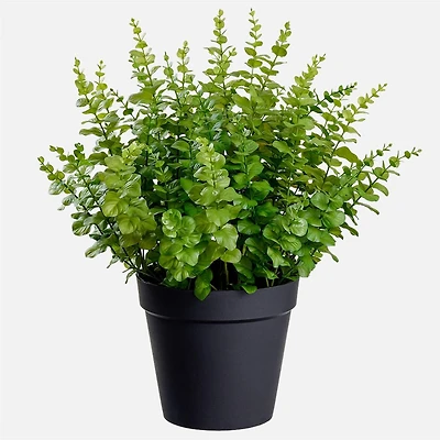 Eucalyptus in pot - 27"