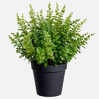 Eucalyptus in pot - 27"