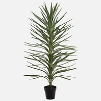 Plante Draceana, 54 po