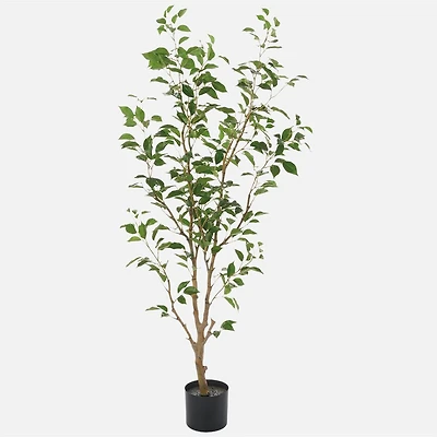 Ficus Benjamina Tree, 5'