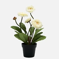 Gerbera Faux Potted Plant - Cream