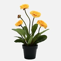 Gerbera Plante En Pot - Orange