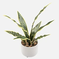 Rivera Plante Serpent