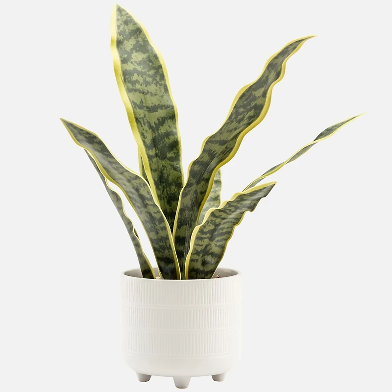 Rivera Plante Serpent