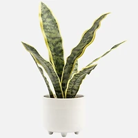 Rivera Plante Serpent