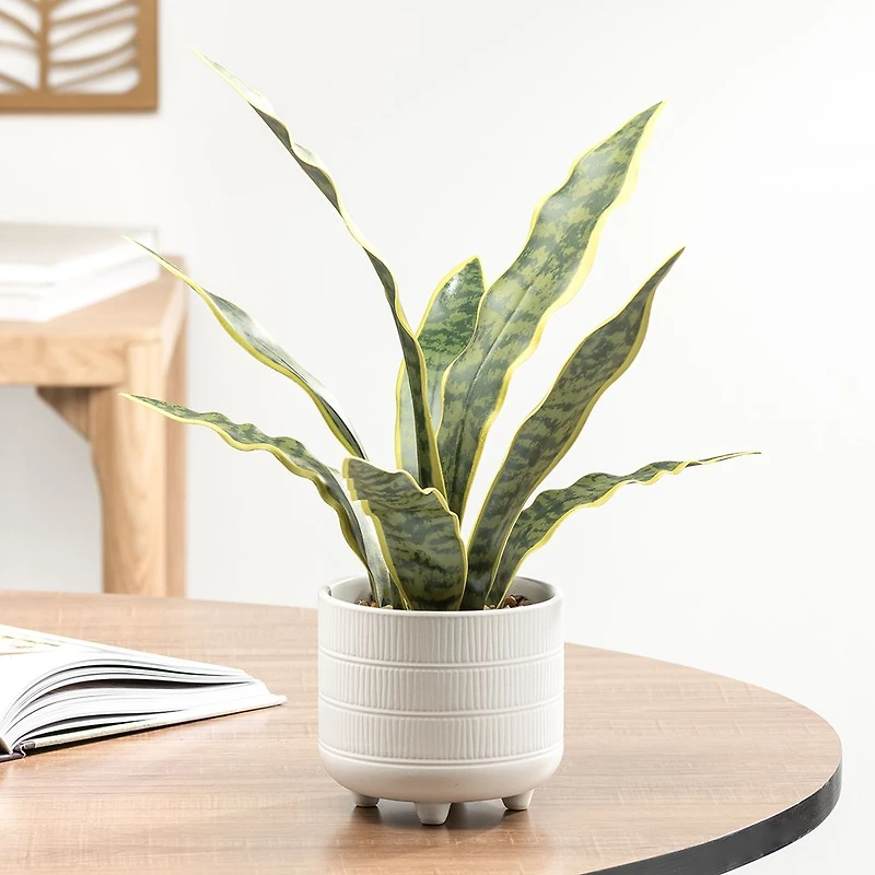 Rivera Plante Serpent