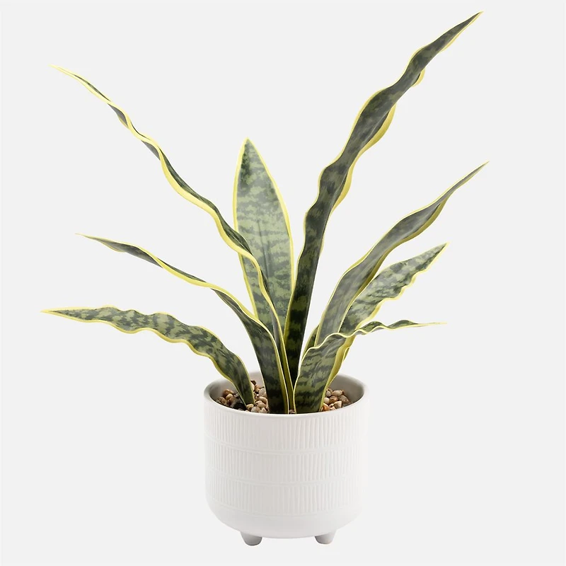 Rivera Plante Serpent