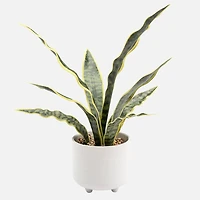 Rivera Plante Serpent