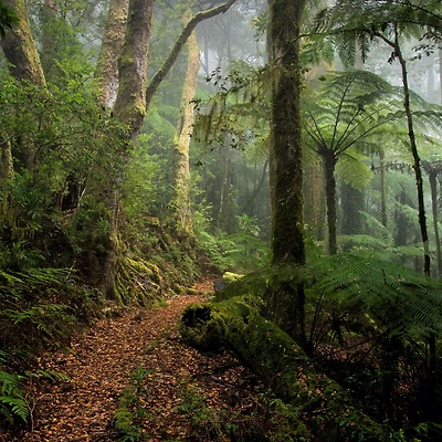 Old Forest Wallpaper Mural