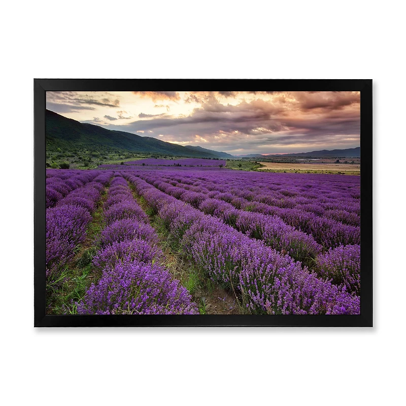 Lavender Field At Dawn I  Wall Art