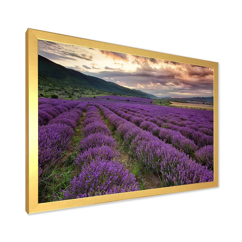 Lavender Field At Dawn I  Wall Art