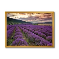 Lavender Field At Dawn I  Wall Art