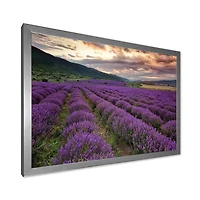 Lavender Field At Dawn I  Wall Art