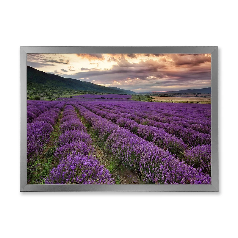 Lavender Field At Dawn I  Wall Art