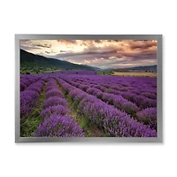 Lavender Field At Dawn I  Wall Art
