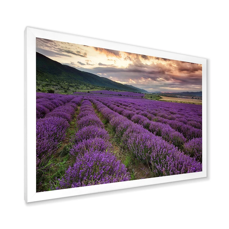 Lavender Field At Dawn I  Wall Art