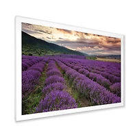 Lavender Field At Dawn I  Wall Art