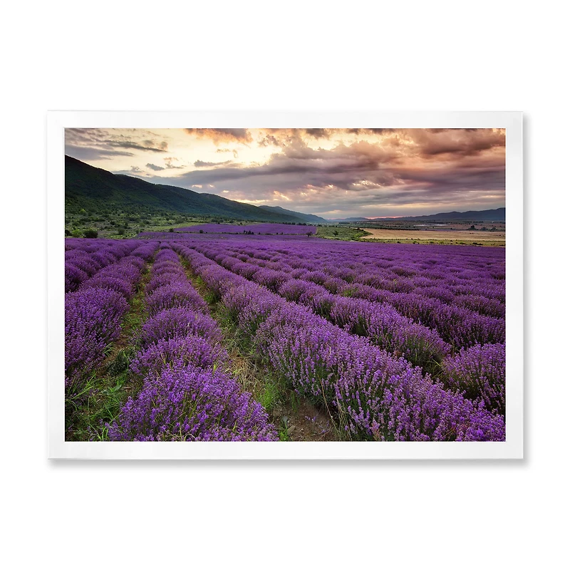 Lavender Field At Dawn I  Wall Art