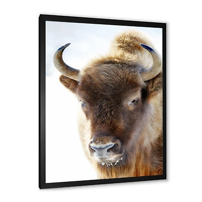 Portrait of Wild Bison  Canvas Wall Art Print