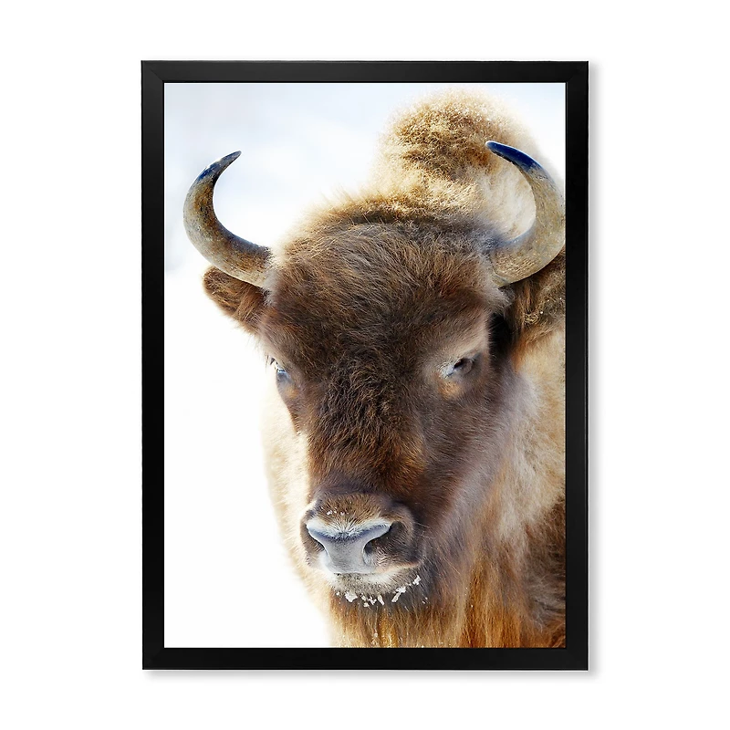 Portrait of Wild Bison  Canvas Wall Art Print