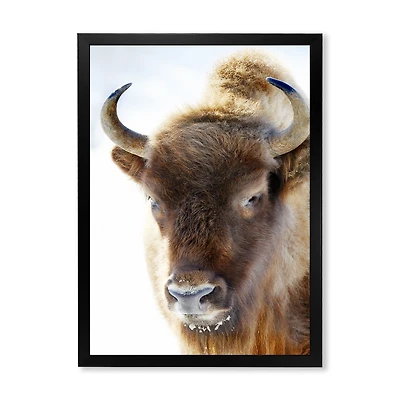 Portrait of Wild Bison  Canvas Wall Art Print